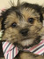 Abbie
