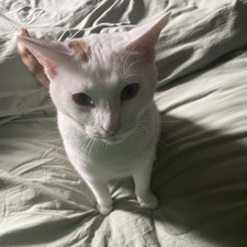 Gabby