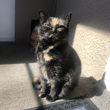 Cherie Minske