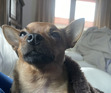 Margarida