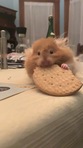 CreachieCritter CreachieCritter