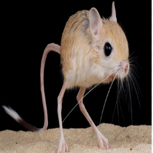 RagingJerboa
