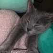 Chloe