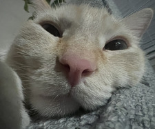 mich