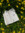 Laurel | 3 comments
