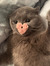 joji