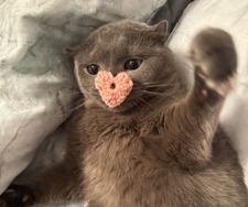 joji
