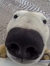 Shane
