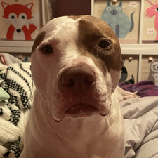 Sofia