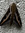 Ellis | 2 comments