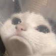 nik