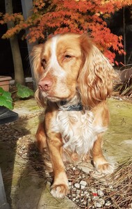 Daniel Brooks-Laurent