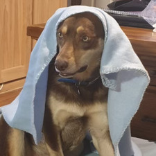 Tegan