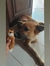 Akila E...