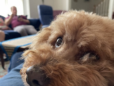 Tamar Frolichstein-Appel