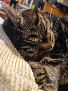 Not In Your Face Stace