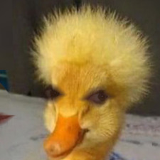 S.C &#x1f424;&#x1f4da;