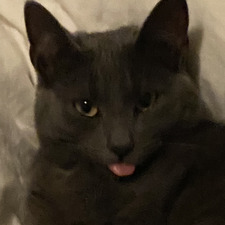 Sarsa