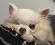 Bianca