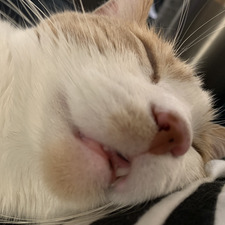 Haley-Shenanigans Brown