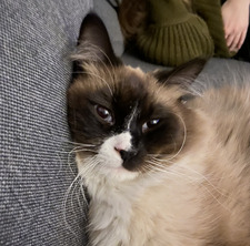 Laura ˚୨୧⋆｡˚ ⋆