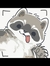 Racoon