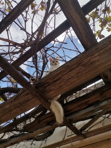 عَبدُالرَّحمَٰن