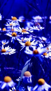 Габи Балева