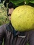 Sudhanshu
