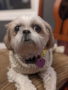 Nicholas Kresic-Watson