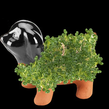 MacKenzie Fitzpatrick