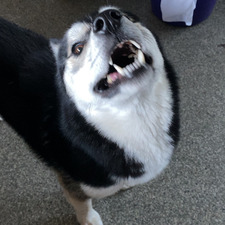 Clover (taylor’s version)