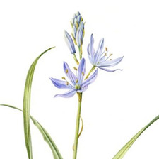camas