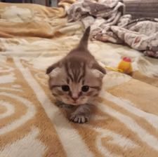 Наталія Мельниченко