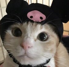 miow