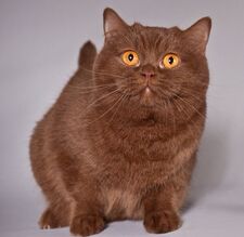 Juniper
