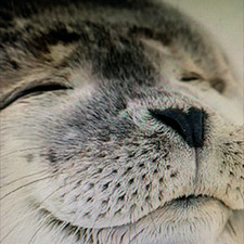 Seal