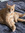 Kat