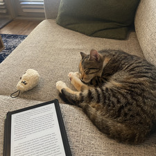 Stephanie Constantelos