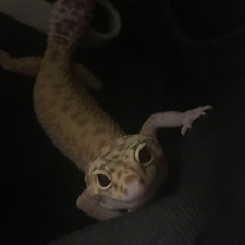 Giugiu