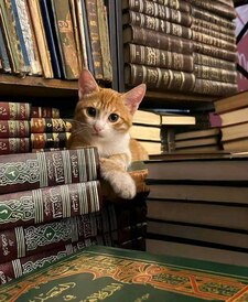 بنتُ العربية