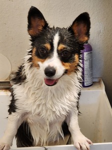 Sergio Armando Corral