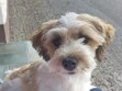 Caoimhe