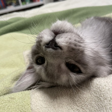 vexi