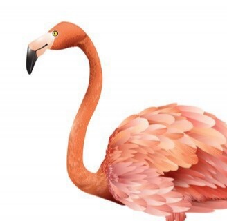 Goodreads profile picture for @flamenco
