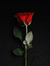 غَرَّاءُ