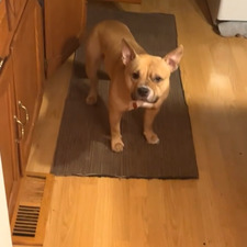 Lil Haapala