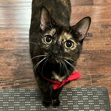 Stella