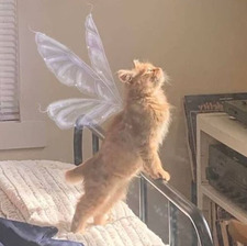 0hsnapitzaerith (val)