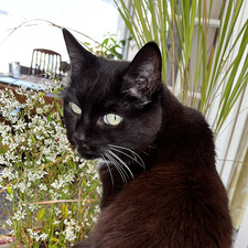 Tasha